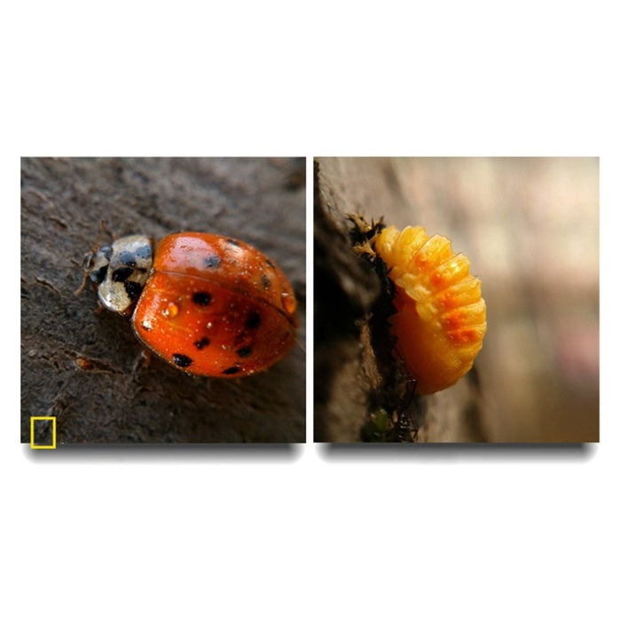3 in 1 Mobile Phone Lenses